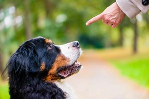 聞かない犬のしつけ