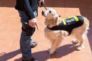 警察犬にはどんなしつけが必要か