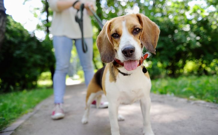 犬のしつけ教室