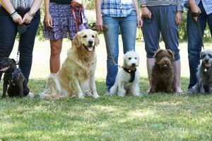 犬のしつけ教室とは