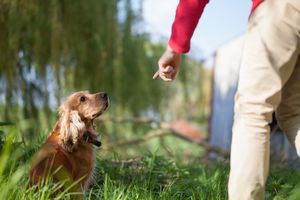 成犬もしつけができる