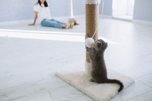 スコティッシュフォールドの飼い方・しつけのコツ