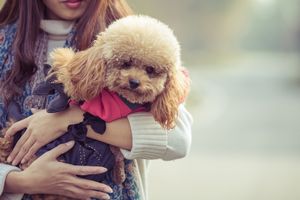 トイプードルの飼い方・しつけのコツ