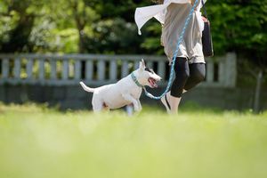 犬を散歩好きにするコツは