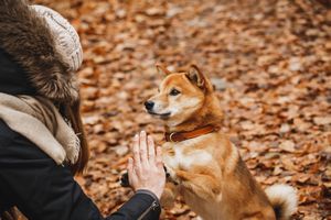 柴犬の性格