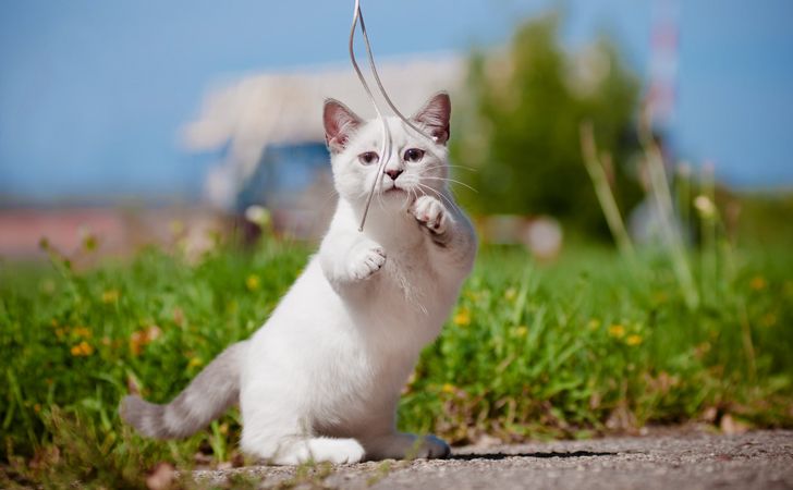 マンチカンについて