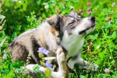 犬のおすすめ虫除け対策