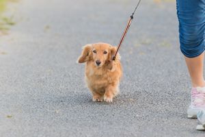 ミニチュア・ダックス の飼い方