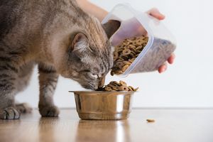 猫の食事で注意したいポイント