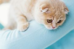 甘えん坊、抱っこ好きな性格の猫