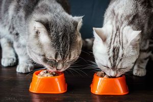 多頭飼いする上での心構え