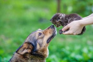 猫と他の動物との相性