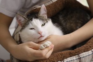 高齢猫の食事や介護で気をつけるポイント