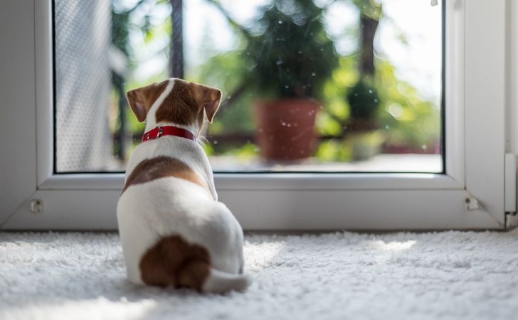 子犬のお留守番