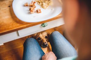 犬の要求吠えをやめさせるには