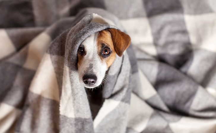 犬のお留守番に必要な寒さ対策