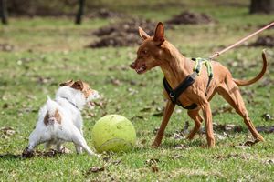 犬の去勢手術