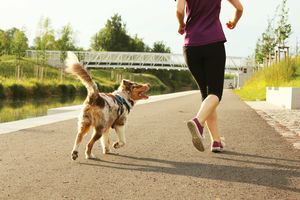 犬の避妊手術