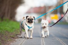 犬のハーネスの正しい付け方