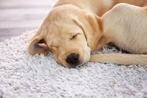 犬用のベッドとマットの違い