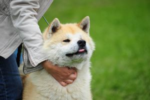 秋田犬のしつけ