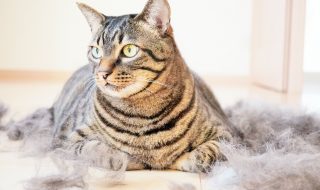 部屋でフローリングに散らかる自分の大量の抜け毛の中で座るキジ猫の接写、換毛期イメージ