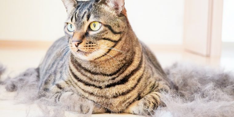 部屋でフローリングに散らかる自分の大量の抜け毛の中で座るキジ猫の接写、換毛期イメージ