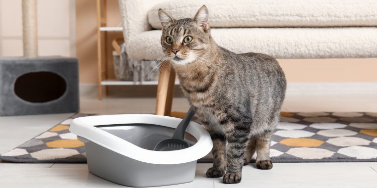 Cute cat with litter box in living room