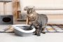 Cute cat with litter box in living room
