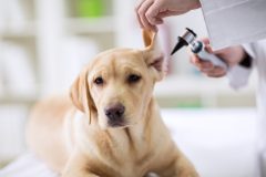 Hearing checkup of labrador dog in vet ambulance