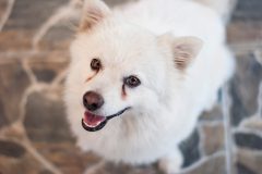 Young Japanese Spitz looks at you