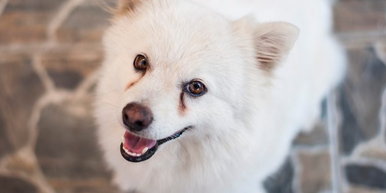Young Japanese Spitz looks at you