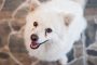 Young Japanese Spitz looks at you