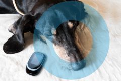 Old dog Dachshund suffering from Diabetes. Concept with Glucometer and symbol blue circle. 14 November World  Diabetes Day.