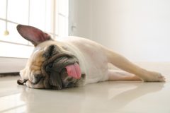 Funny Sleepy Pug Dog with gum in the eye sleep rest on floor in lazy time with tongue sticking out and hearing set.