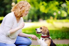 Young woman with Beagle dog in the summer park. Obedient pet with his owner practicing paw command