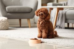 Cute Toy Poodle dog with bowl of food sitting in living room