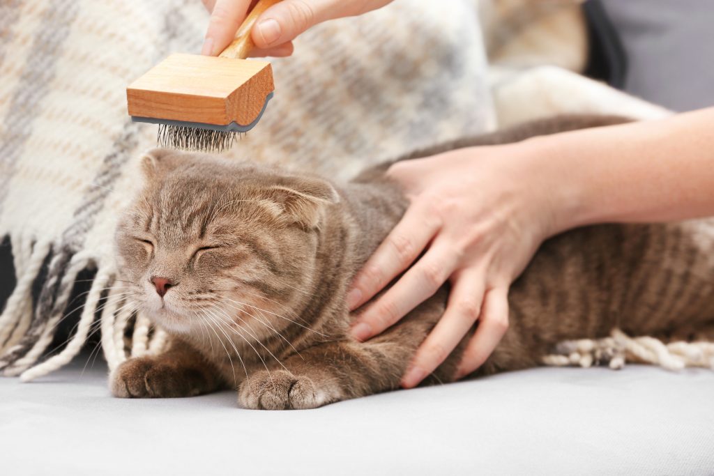 Owner brushing cute cat at home