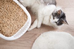 AdobeStock_1380756412
