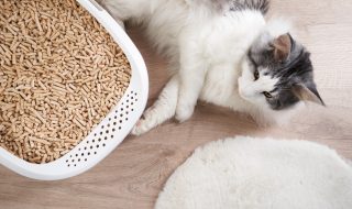 AdobeStock_1380756412