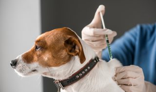 dog injecting by vet doctor