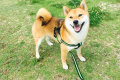 shiba dog