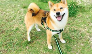 shiba dog