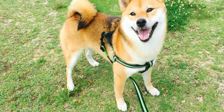 shiba dog