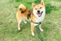 shiba dog