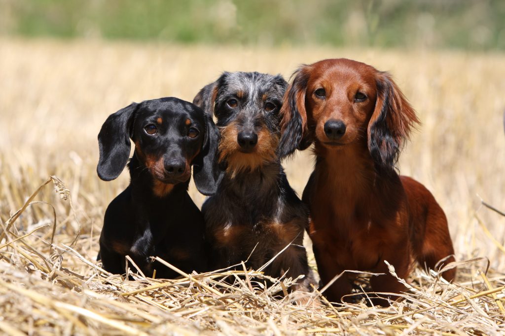 trois teckels de tailles, de couleurs et de poils différents