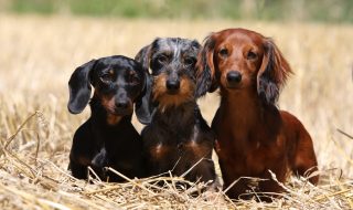trois  teckels de tailles, de couleurs et de poils différents