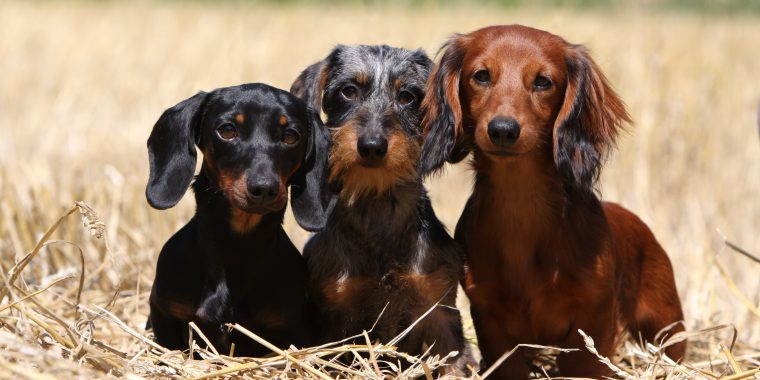 trois  teckels de tailles, de couleurs et de poils différents