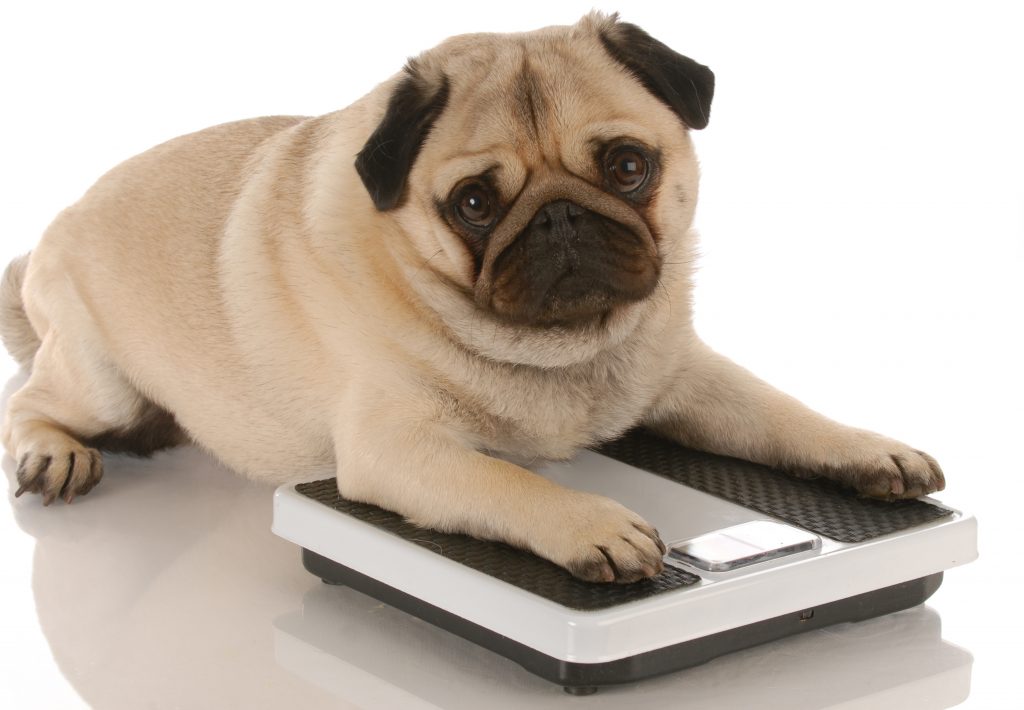 animal health - cute pug dog laying on weigh scales