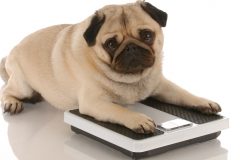 animal health - cute pug dog laying on weigh scales